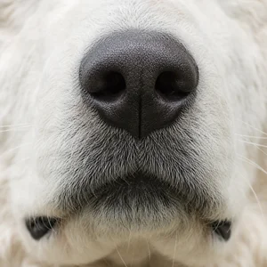 Kuvasz — nose