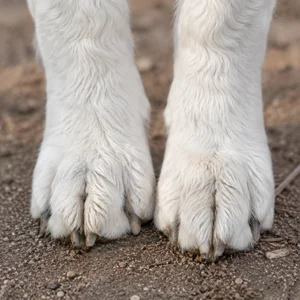 Kuvasz — paws