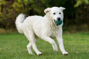 Kuvasz — playing