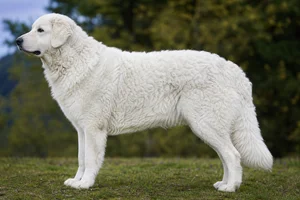 Kuvasz dog