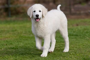 Kuvasz — puppy (~4 mo)