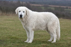 Kuvasz — senior