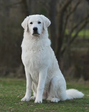 Kuvasz — sitting