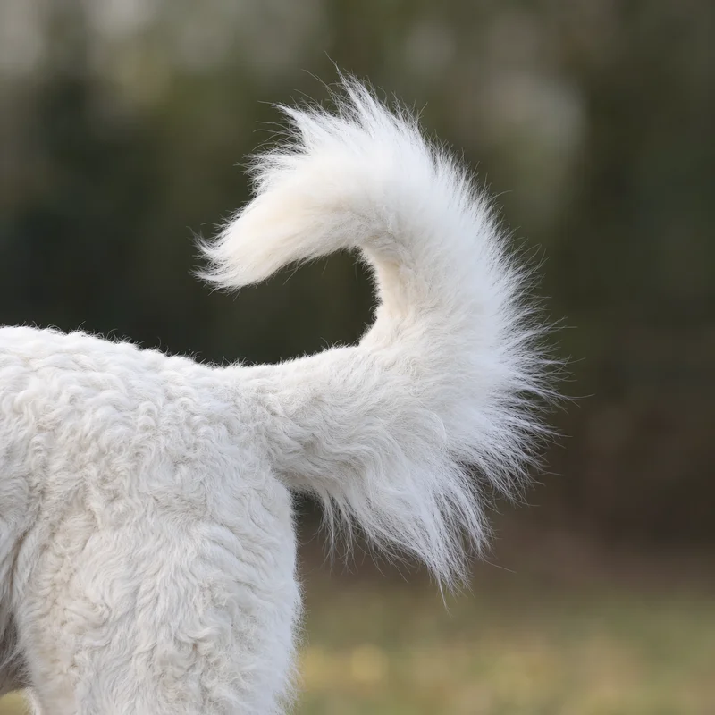 Kuvasz — tail