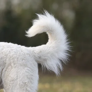 Kuvasz — tail