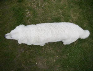 Kuvasz — top