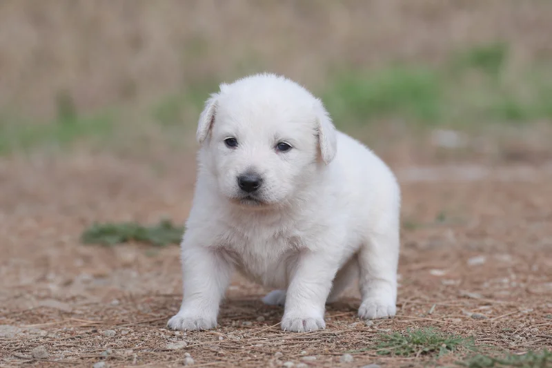 Kuvasz — young puppy (~1 mo)