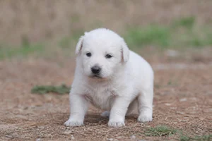 Kuvasz — young puppy (~1 mo)