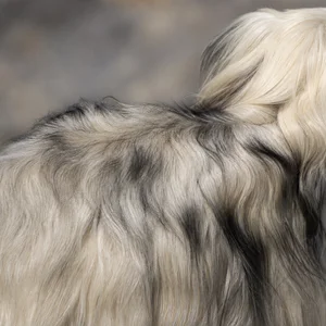 Kyi Leo — coat texture