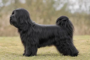 Kyi Leo — Black coat