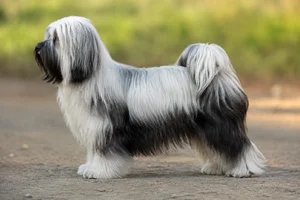 Kyi Leo dog