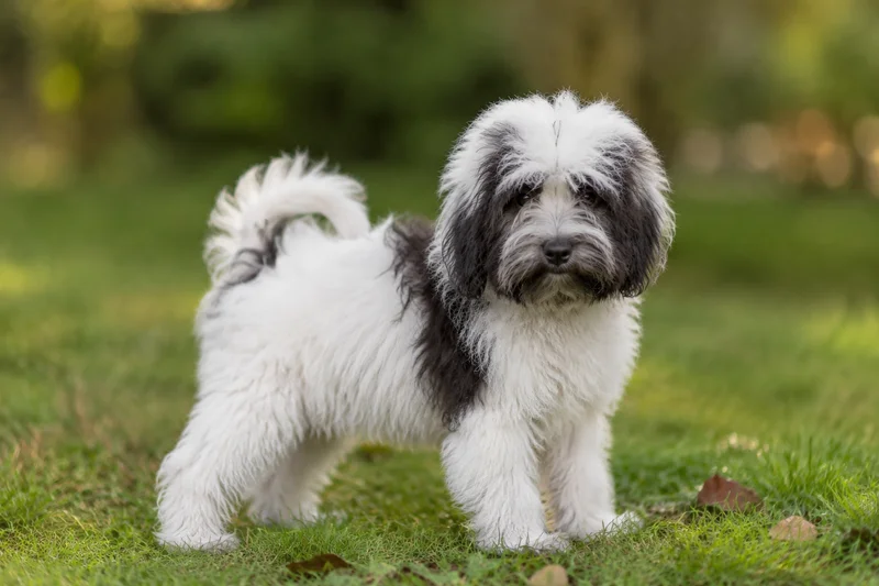 Kyi Leo — puppy (~4 mo)