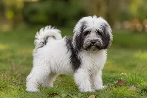 Kyi Leo — puppy (~4 mo)