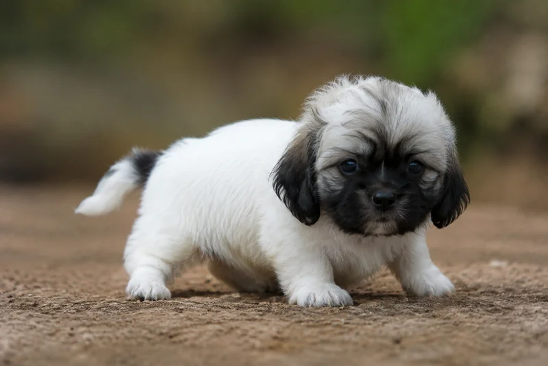 Kyi Leo — young puppy (~1 mo)