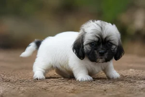 Kyi Leo — young puppy (~1 mo)