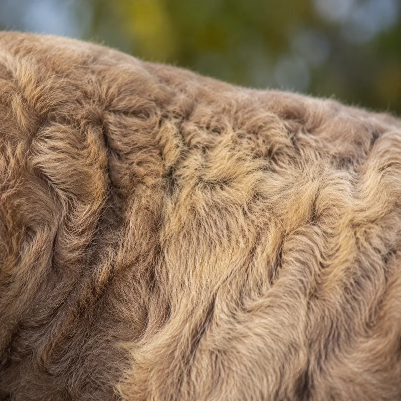 Labradinger — coat texture