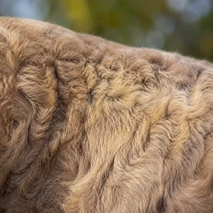 Labradinger — coat texture
