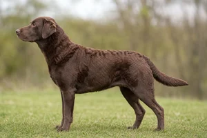 Labradinger — Liver coat