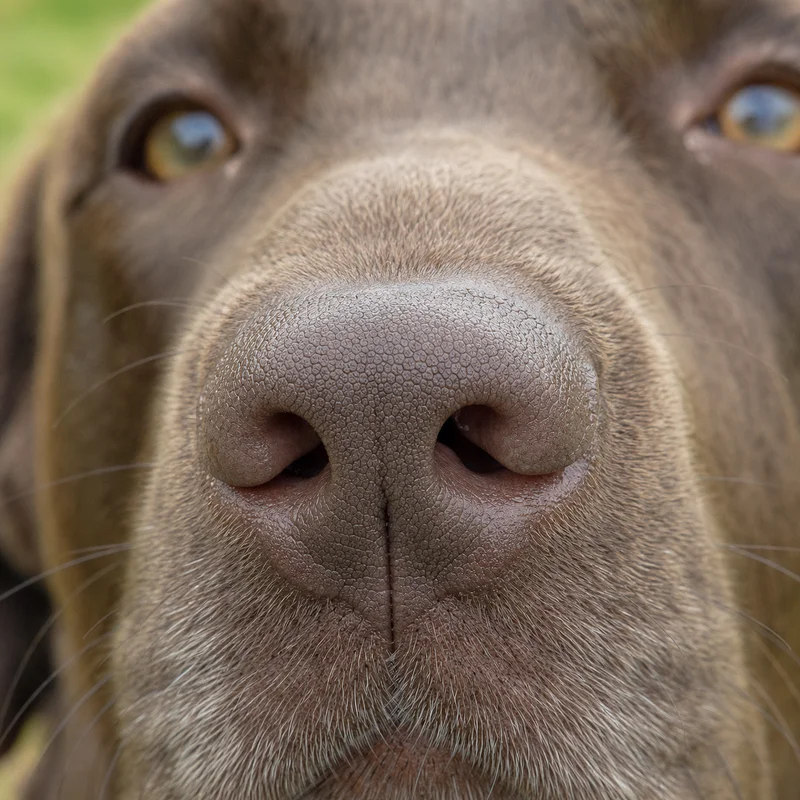 Labradinger — nose