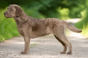Labradinger dog