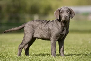 Labradinger — puppy (~4 mo)