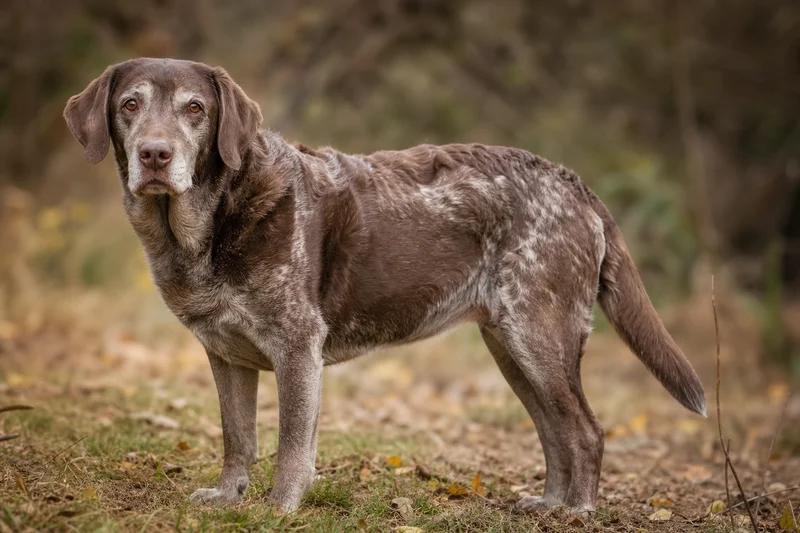 Labradinger — senior