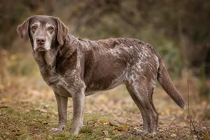 Labradinger — senior