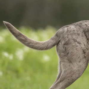 Labradinger — tail
