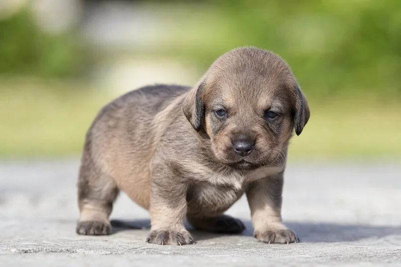 Labradinger — young puppy (~1 mo)