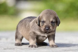 Labradinger — young puppy (~1 mo)