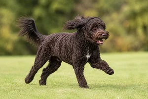 Labradoodle — running
