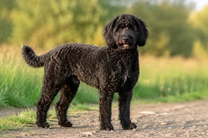 Labradoodle — adult