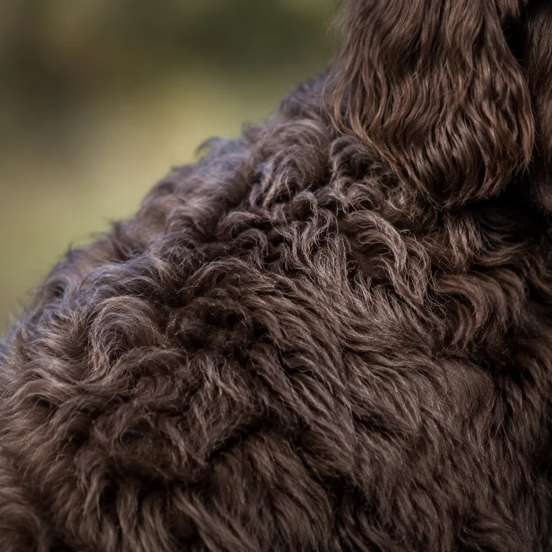Labradoodle — coat texture