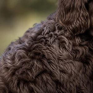 Labradoodle — coat texture