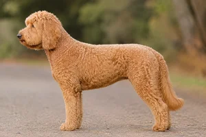 Labradoodle — Apricot coat