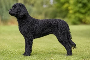 Labradoodle — Black coat