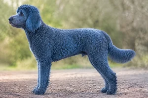 Labradoodle — Blue coat