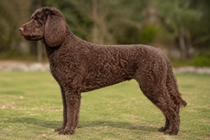 Labradoodle — Cafe coat