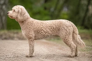 Labradoodle — Caramel Ice coat