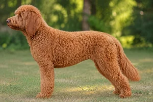 Labradoodle — Caramel Red coat