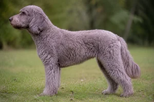 Labradoodle — Lavender coat