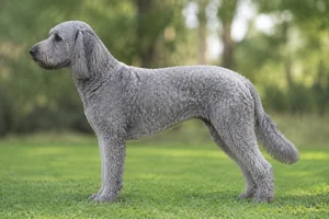 Labradoodle — Silver coat