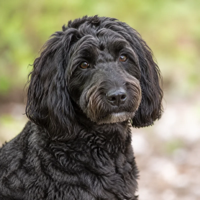 Labradoodle — relaxed