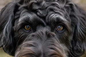 Labradoodle — eyes