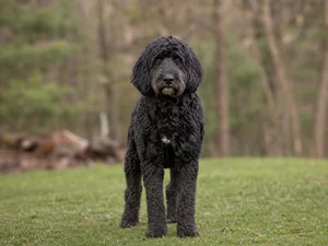 Labradoodle — front