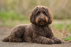 Labradoodle — lying down