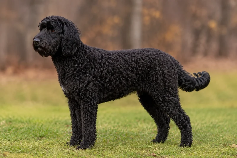 Labradoodle — side