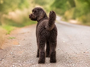 Labradoodle — rear