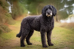 Labradoodle — senior