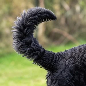 Labradoodle — tail